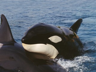 Killer Whale, orcinus orca, Adult standing at Surface, Channel near Orca's Island © slowmotiongli