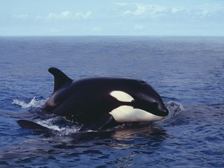 Killer Whale, orcinus orca, Adult Breaching, Channel near Orca's Island © slowmotiongli