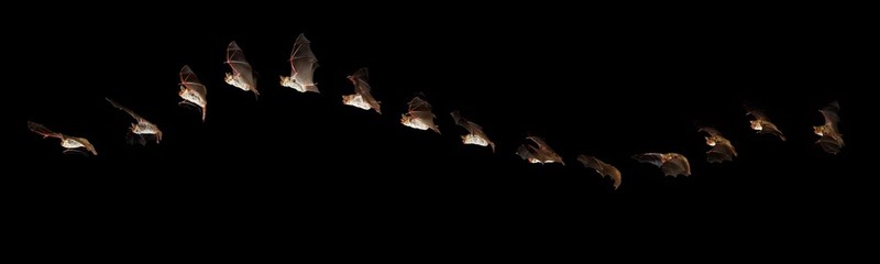 Mouse Eared Bat, myotis myotis, Adult in Flight against Black Background