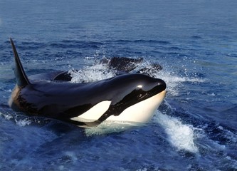 Killer Whale, orcinus orca, Adult standing at Surface, Channel near Orca's Island