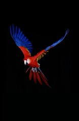 Scarlet Macaw, ara macao, Adult in Flight against Black Background © slowmotiongli