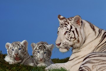 Plakat White Tiger, panthera tigris, Female with Cub laying on Grass
