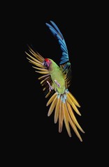 Military Macaw, ara militaris, Adult in Flight against Black Background © slowmotiongli