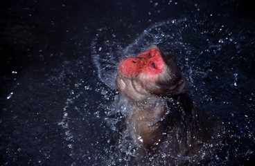 Japanese Macaque, macaca fuscata, Adult having Bath in Hot Spring Water, Hokkaido Island in Japan