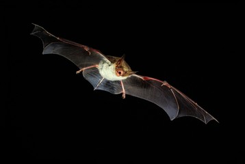 Mouse Eared Bat, myotis myotis, Adult in Flight against Black Background