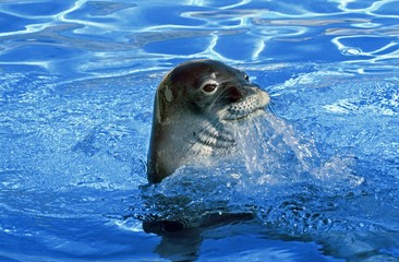 Fototapeta premium Hawaiian Monk Seal, monachus schauinslandi, Head of Adult emerging from Water