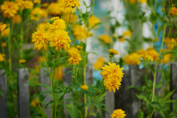 on a vast green field grow fragrant summer yellow flowers