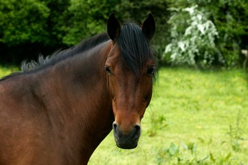 Naklejka na ściany i meble French Saddle Pony, Portrait of Adult