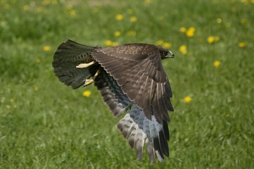 Common Buzzard, buteo buteo, Adult in Flight, Normandy