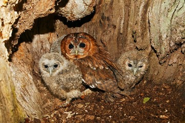 Eurasian Tawny Owl, strix aluco, Adult with Chicks at Nest, Normandy