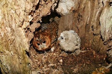 Eurasian Tawny Owl, strix aluco, Adult with Chick at Nest, Normandy © slowmotiongli