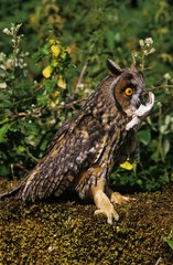 Long Eared Owl, asio otus, Adult with a Prey in Beak, a Garden dormouse