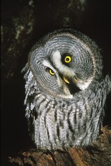 Great Grey Owl, strix nebulosa, Adult with Funny Face