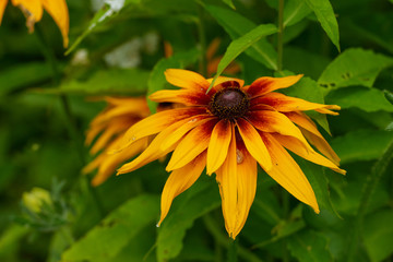 on a vast green field grow fragrant summer yellow flowers