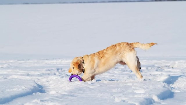 Cute dog playing with toy ring in grainy snow