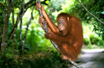 Orang Utan, pongo pygmaeus, Female standing on Branch, Borneo © slowmotiongli