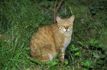 European Wildcat, felis silvestris, Adult sitting on Grass