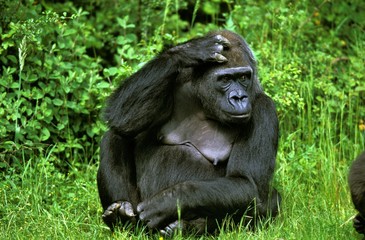 Eastern Lowland Gorille, gorilla gorilla grauer, Female sitting on Grass