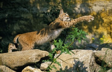 European Lynx, felis lynx, Adult with Paw Up, Hunting