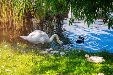 Pure idyll in Werder an der Havel, Germany