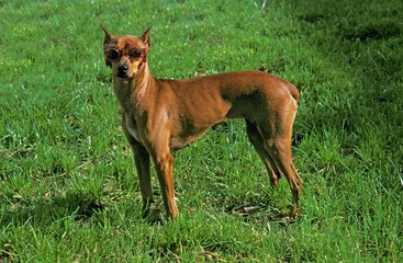 German Pinscher Dog with Sunglasses (Old Standard Breed with Cut Ears)