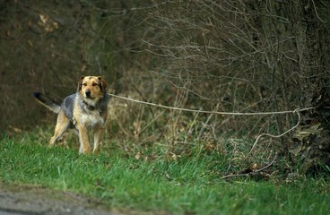 Dog abandoned at Roadside