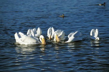 Great White Pelican, pelecanus onocrotalus, Group fishing in Tight Circle, Namibia