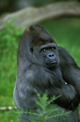 Eastern Lowland Gorille, gorilla gorilla grauer, Portrait of Male