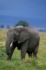 Fototapeta na wymiar African Elephant, loxodonta africana, Female, Masai Mara Park in Kenya