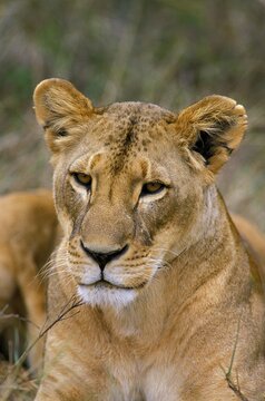 African Lion, panthera leo, Portrait of Female, Kenya