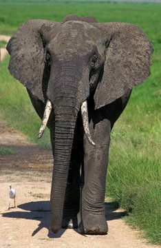 African Elephant, loxodonta africana, Adult walking on Track, Masai Mara Park in Kenya