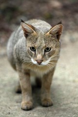 Jungle Cat, felis chaus, Adult