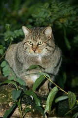 European Wildcat, felis silvestris, Adult standing on Branch