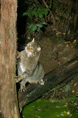 European Wildcat, felis silvestris, Adult climbing Tree Trunk © slowmotiongli