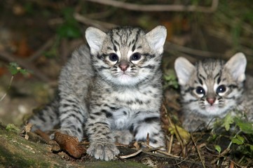 Geoffroy's Cat, oncifelis geoffroyi, Kittens