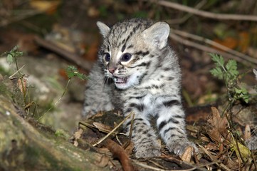 Geoffroy's Cat, oncifelis geoffroyi, Kitten