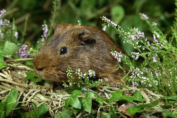 Guinea Pig, cavia porcellus, Adult whith Heaters