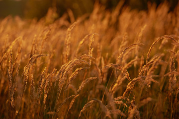 Dawn. Beautiful background at sunrise. The grass is illuminated by the sun. Spikelets at dawn. Beautiful nature. Grass. Macro. Nature. Place for copywriting