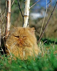 Naklejka na ściany i meble Red Persian Domestic Cat, Adult laying on Grass