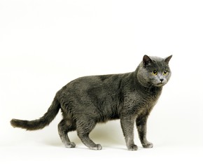 Chartreux Domestic Cat, Adult standing against White Background