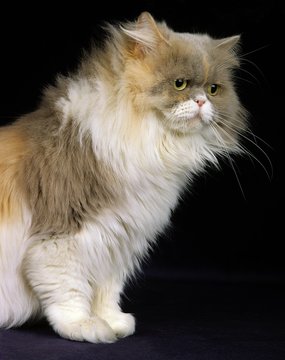 Tricolor Persian Domestic Cat, Adult sitting against Black Background