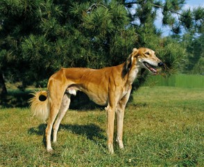 Obraz na płótnie Canvas Saluki Dog, Adult standing on Grass