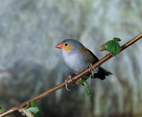 Orange Cheeked Waxbill, estrilda melpoda, Adult standing on Branch