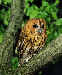 Eurasian Tawny Owl, strix aluco, Adult standing on Branch
