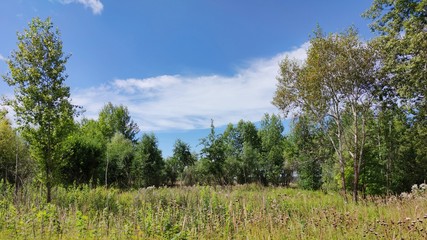 Obraz premium greenery grass and trees on the background of a beautiful blue sky in a panoramic scene