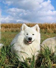 Obraz premium Samoyed Dog, Sledding dog laying in Field