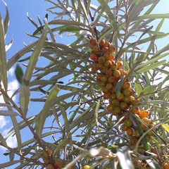 Sea buckthorn (Latin: Hipp&oacute;pha&euml;)is a genus of plants in the elaeagnaceae family.