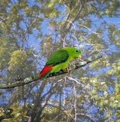 Yellow-Throated Hanging Parrot, loriculus pusillus, Adult standing on Branch