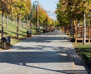 The sadness of the leaves accompanied by the leaves of autumn