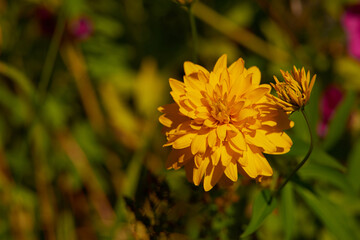 on a vast green field grow fragrant summer yellow flowers